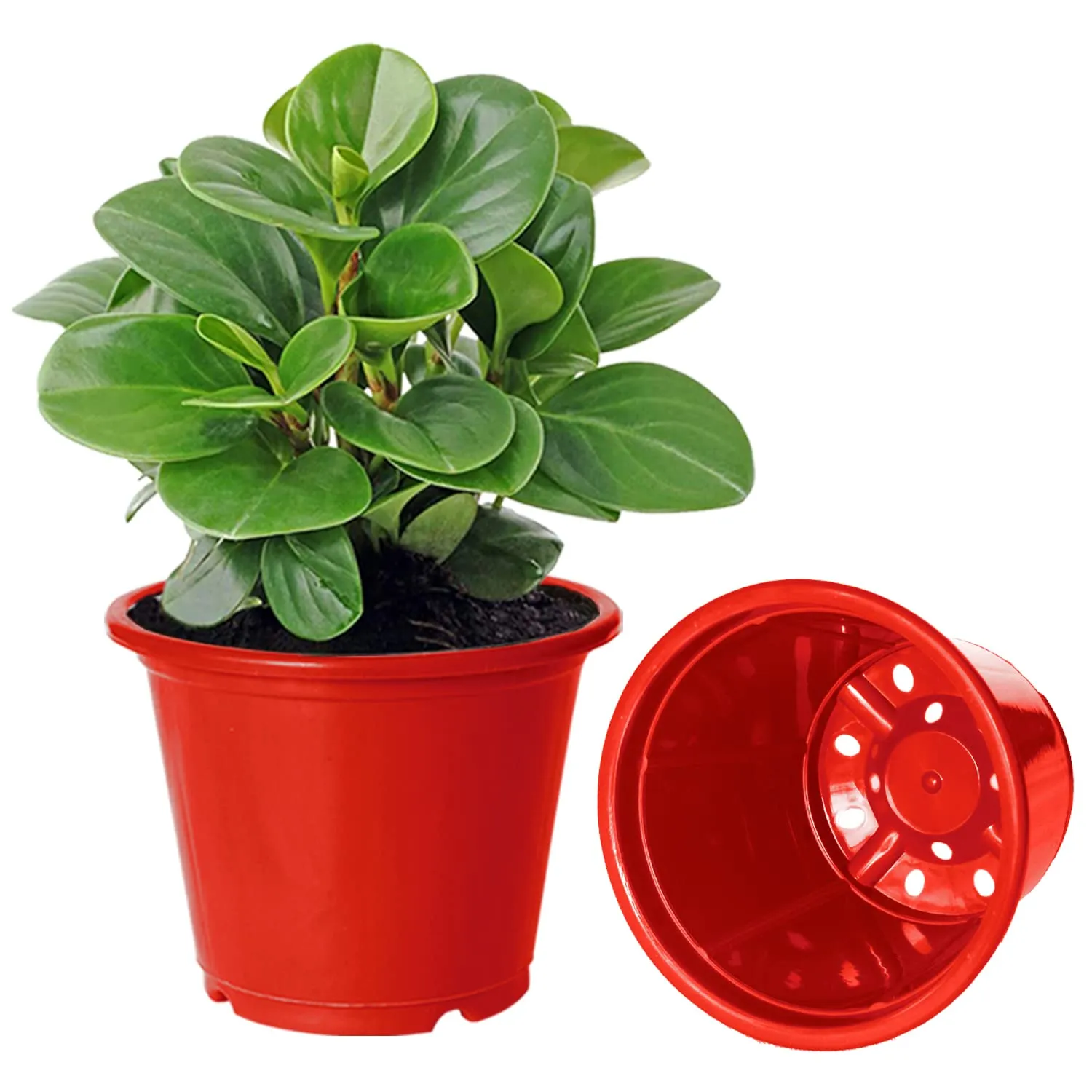 Kuber Industries Plastic Planters|Gamla|Flower Pots for Garden Nursery Home Décor,8"x6",Pack of 8 (Red)