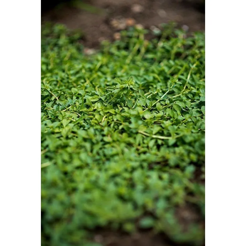 Pennyroyal