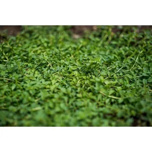 Pennyroyal