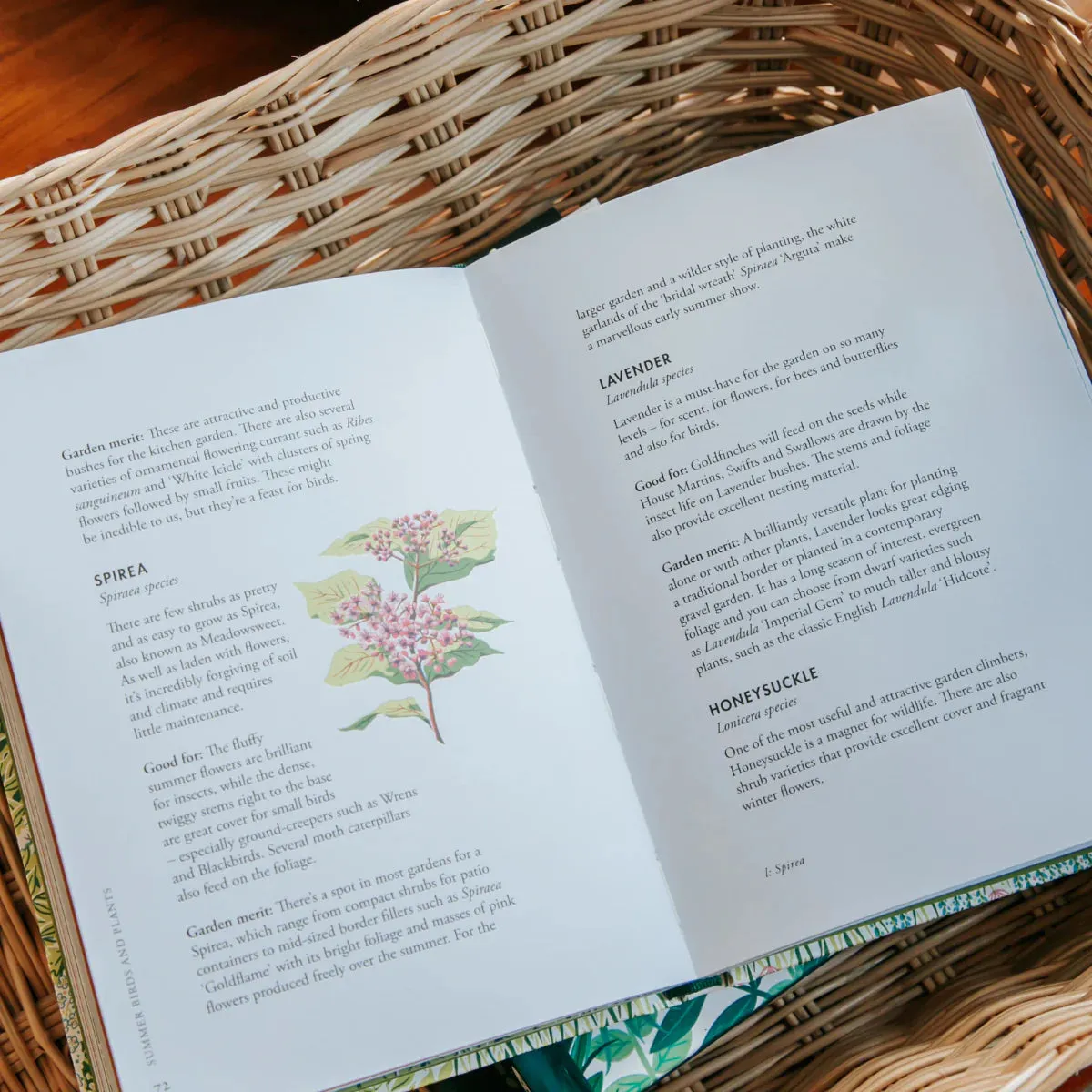 Planting For Garden Birds by Jane Moore