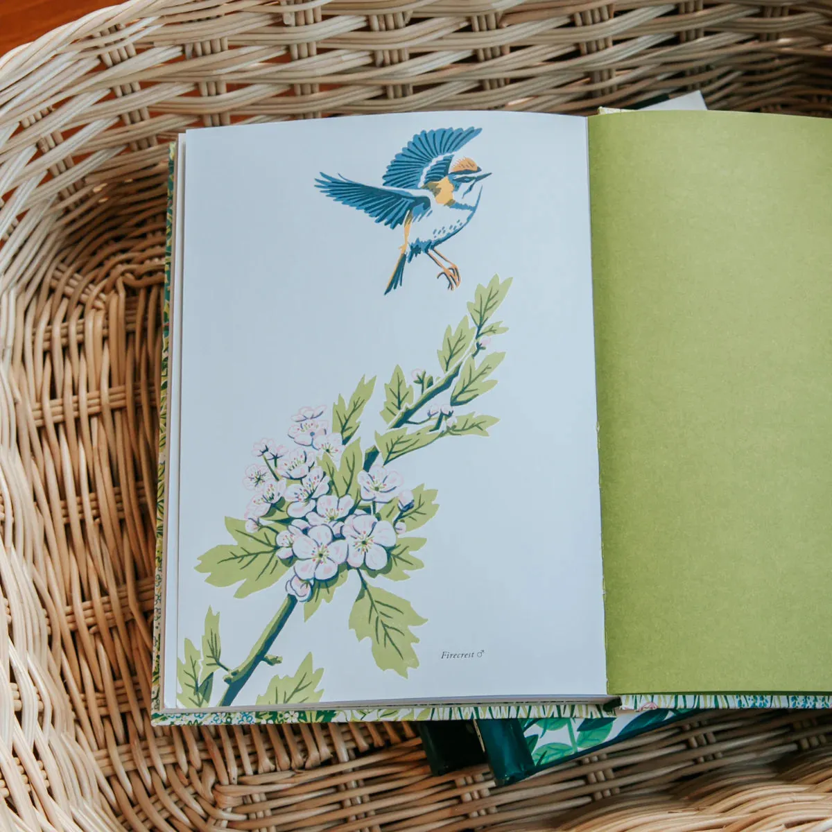 Planting For Garden Birds by Jane Moore