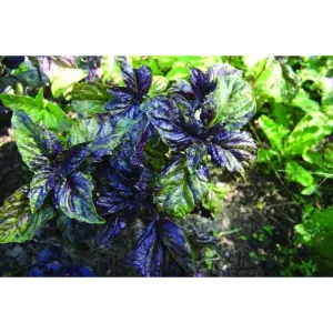 Red Lettuce Leaf Basil
