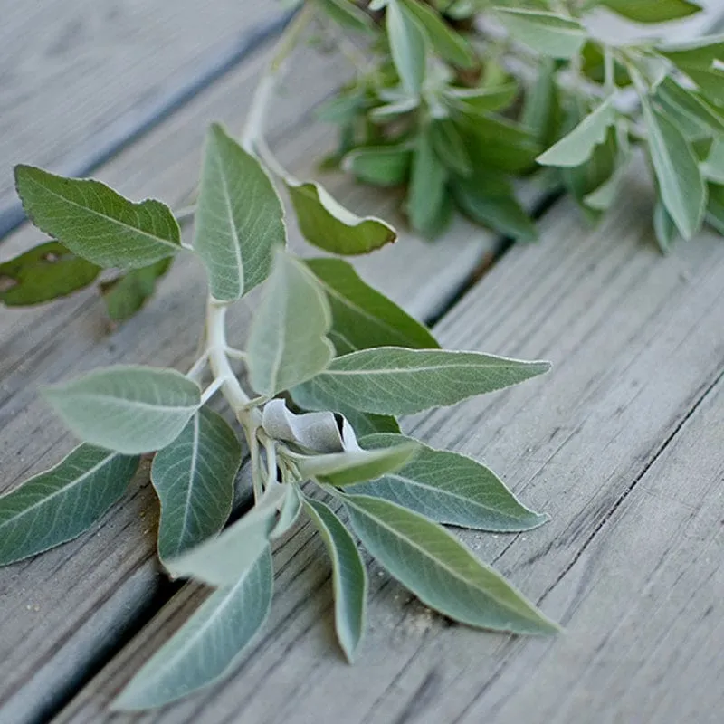 White Sage