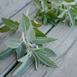White Sage