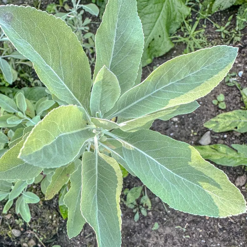 White Sage