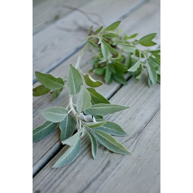 White Sage